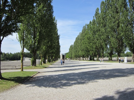 20 Poplar trees between rows of barracks